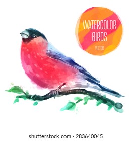 Watercolor Bird Red-capped Robin On Branch Hand Painted Illustration on white background