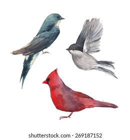 Watercolor bird set: red cardinal bird, swallow, sparrow. Vector artistic illustrations isolated on white background