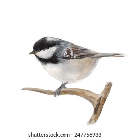 Watercolor bird. Titmouse. Vector