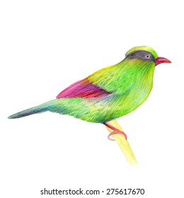 Watercolor bird  for your design. Vector illustration. 
