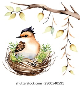 a watercolor birds nest animal vector illustration