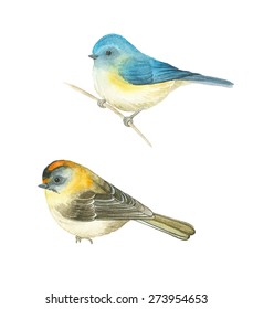 Watercolor birds Red-flanked bluetail (Tarsiger cyanurus) and Common Firecrest (Regulus ignicapilla), vector illustration.