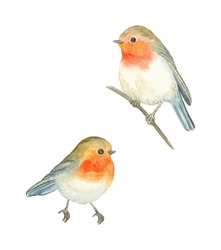 Watercolor Birds Robin (Erithacus Rubecula), Vector Illustration.