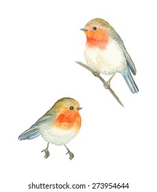 Watercolor birds Robin (Erithacus rubecula), vector illustration.