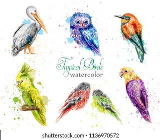 Watercolor birds set Vector. Peacock, owl, pelican, parrot collections