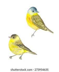 Watercolor birds Western Yellow Wagtail (Motacilla flava) and Siskin (Carduelis spinus), vector illustration.