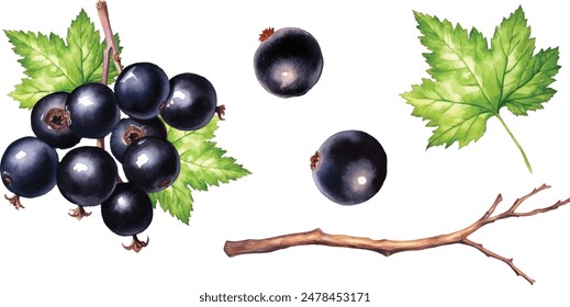 Watercolor black currant isolated on white background, watercolor illustration Black currant on the branch. Watercolor painting on white background.vector