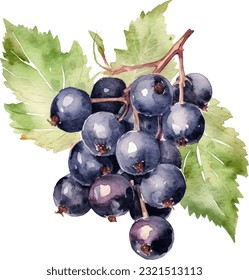 Watercolor Black currants Illustration. Hand-drawn fresh food design element isolated on a white background.