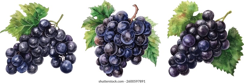Watercolor Black Grape Bunch with Green Leaves - Realistic Organic Fruit Illustration