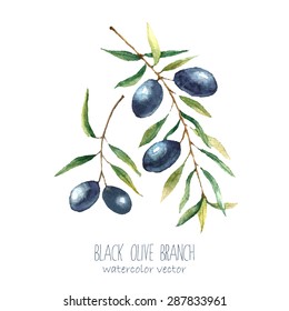 Watercolor black olive branch on white background . Hand drawn isolated natural vector object.