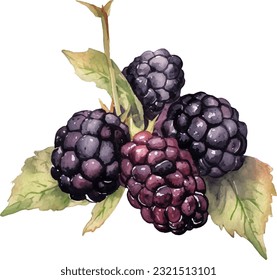 Watercolor Blackberries Illustration. Hand-drawn fresh food design element isolated on a white background.