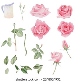 watercolor blooming pink rose branch flower bouquet elements