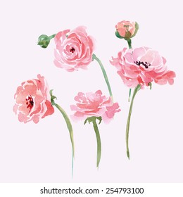Watercolor blooming Ranunculus set. Hand drawn vector illustration.