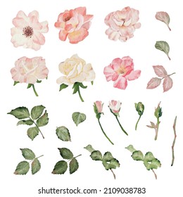 watercolor blooming rose branch flower bouquet elements collection