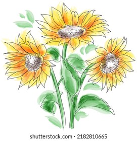 Watercolor blooming sunflower plant. Vector