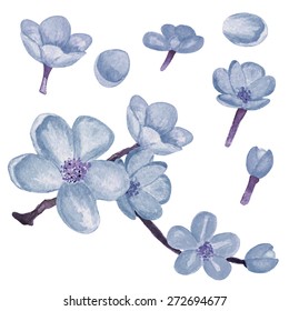 Watercolor blossom sakura, blue cherry tree, flowers set closeup isolated on white background. Hand painting on paper