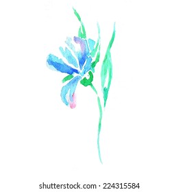 Watercolor blue Colored Cornflower - vector illustration
