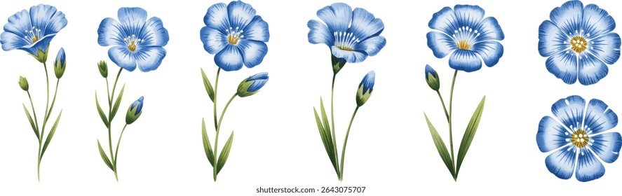 Watercolor Blue Flax Flower vector illustrations. Watercolor Botanical Illustration with Buds and Leaves on White Background.