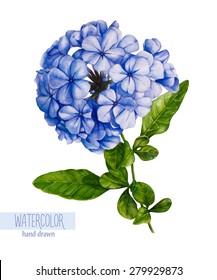 Watercolor blue flower drawing. Vintage vector hand-drawn picture isolated on a white background