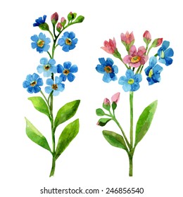 Watercolor blue flower. Forget me not hand painted illustration