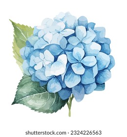 Watercolor blue hydrangea, vector , isolated on white background, vector illustration, hand drawn hydrangea on white background,blue flower, illustration