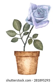 Watercolor blue rose flower in flower pot, houseplant closeup isolated on white background. Hand painting on paper