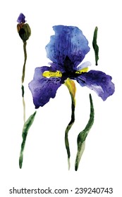 Watercolor blue vector iris. Vector illustration. Watercolor flora element.