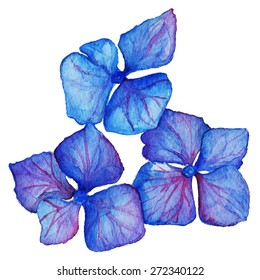 Watercolor blue violet hydrangea floral composition isolated vector