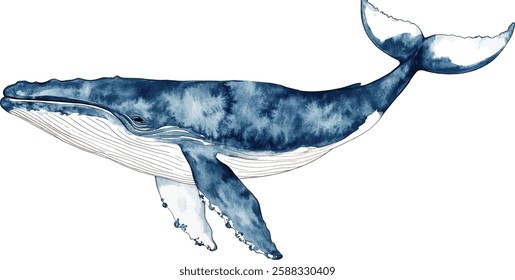 Watercolor blue whale  illustration vector isolated on white background. Hand-painted realistic underwater animal art.
