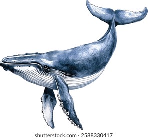 Watercolor blue whale  illustration vector isolated on white background. Hand-painted realistic underwater animal art.
