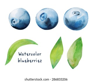 Watercolor blueberries. Vector, isolated. Illustration for cooking site, menus, books.