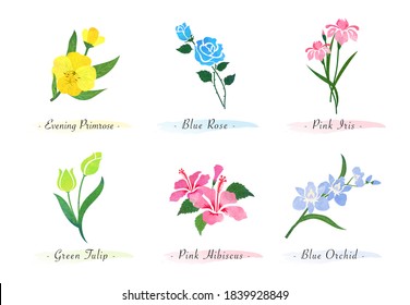 Watercolor botanic garden nature plant flower evening primrose rose iris tulip hibiscus orchid