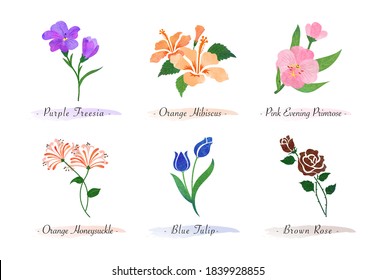 Watercolor Botanic Garden Nature Plant Flower Freesia Hibiscus Evening Primrose Honeysuckle Tulip Rose