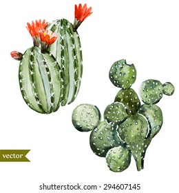 watercolor botanical illustration cactus, isolated object, tropics