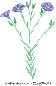 Watercolor botanical illustration of a wild flax species Linum nervosum - delicate decorative flower 
