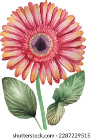 Watercolor bouquet of gerbera flower isolated on white background, Watercolor floral arrangements
