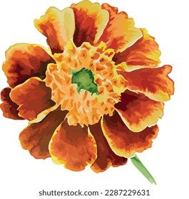 Watercolor bouquet of marigold flower isolated on white background, Watercolor floral arrangements
