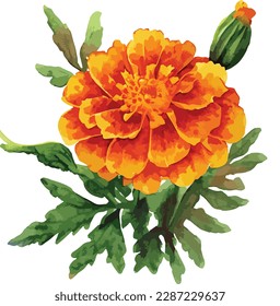 Watercolor bouquet of marigold flower isolated on white background, Watercolor floral arrangements
