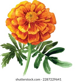 Watercolor bouquet of marigold flower isolated on white background, Watercolor floral arrangements
