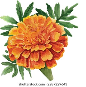 Watercolor bouquet of marigold flower isolated on white background, Watercolor floral arrangements
