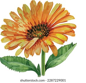 Watercolor bouquet of orange gerbera flower isolated on white background, Watercolor floral arrangements
