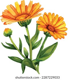 Watercolor bouquet of orange gerbera flower isolated on white background, Watercolor floral arrangements
