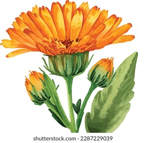 Watercolor bouquet of orange gerbera flower isolated on white background, Watercolor floral arrangements
