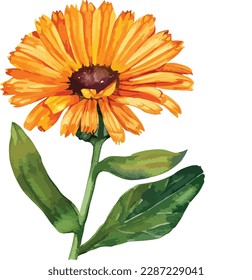 Watercolor bouquet of orange gerbera flower isolated on white background, Watercolor floral arrangements

