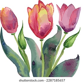 Watercolor bouquet of pink tulips isolated on white background, Watercolor floral arrangements
