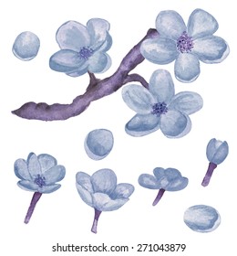 Watercolor branch blossom sakura, blue cherry tree, flowers set closeup isolated on white background. Hand painting on paper