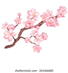 Watercolor branch blossom sakura, cherry tree with flowers isolated on a white background. Hand painting on paper