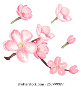 Watercolor branch blossom sakura, pink cherry tree, flowers set closeup isolated on white background. Hand painting on paper