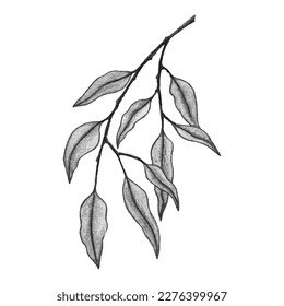 Watercolor branch leaves hand drawn. Monochrome. Artistic sketch. Vector illustration