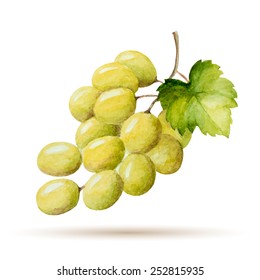 Watercolor branch yellow grapes, vector illustration isolated on white background.